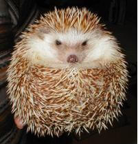 hedgehogreal.jpg