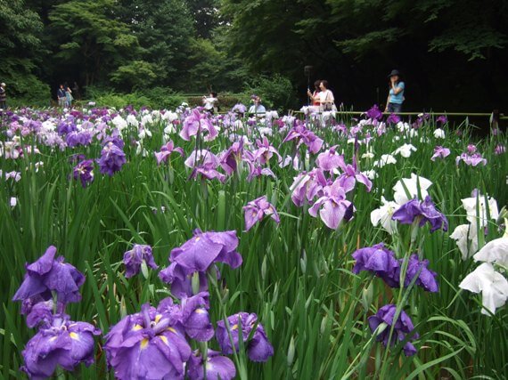 /irises2008.jpg