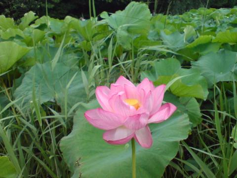 lotus from atsushi
