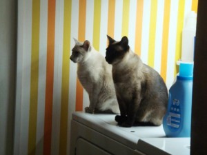 kitties_in_giza